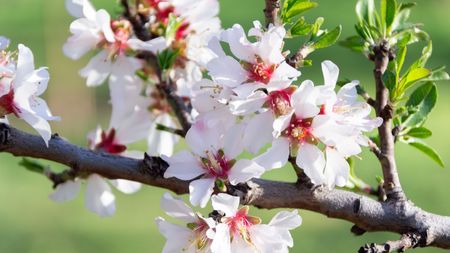 Almond blossom with pink and white petals in spring