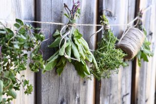 A string of drying herbs