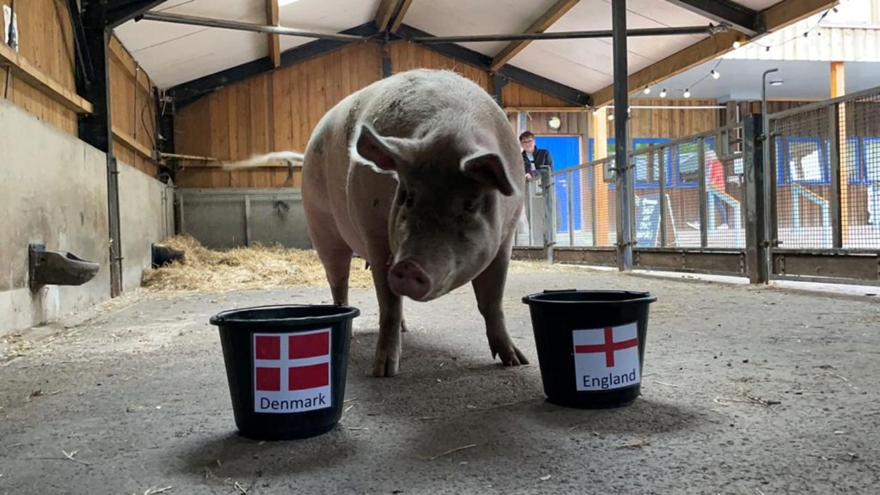 Suzie the psychic pig from Ouseburn Farm in Newcastle-upon-Tyne 