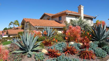 drought tolerant landscaping in Californian front yard