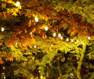 Festoon lights in Japanese maple trees