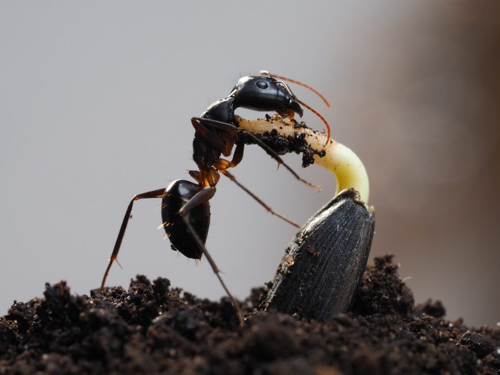 Ants In Potting Soil Tips For Killing