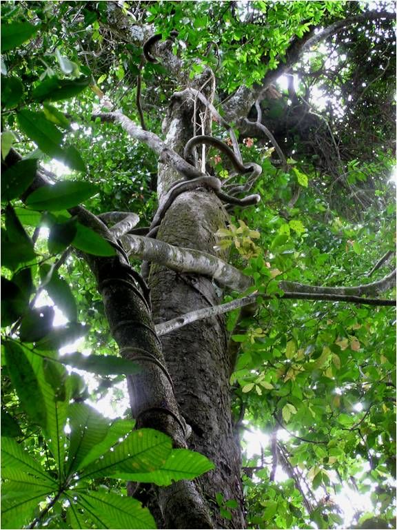 Woody, tropical vines