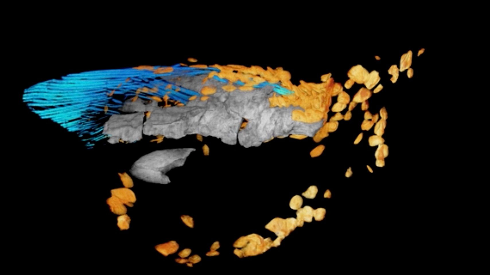 A computer scan showing the strange bone structure of Qiqiktania's fossil fin