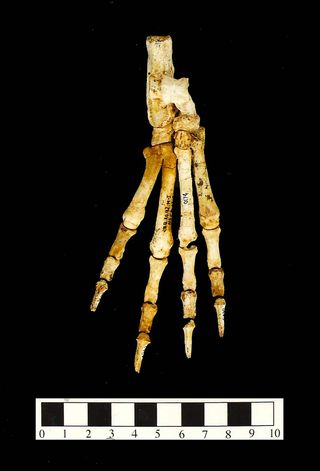 Foot bones of Nuralagus rex, the giant rabbit whose remains were discovered on the island of Minorca.