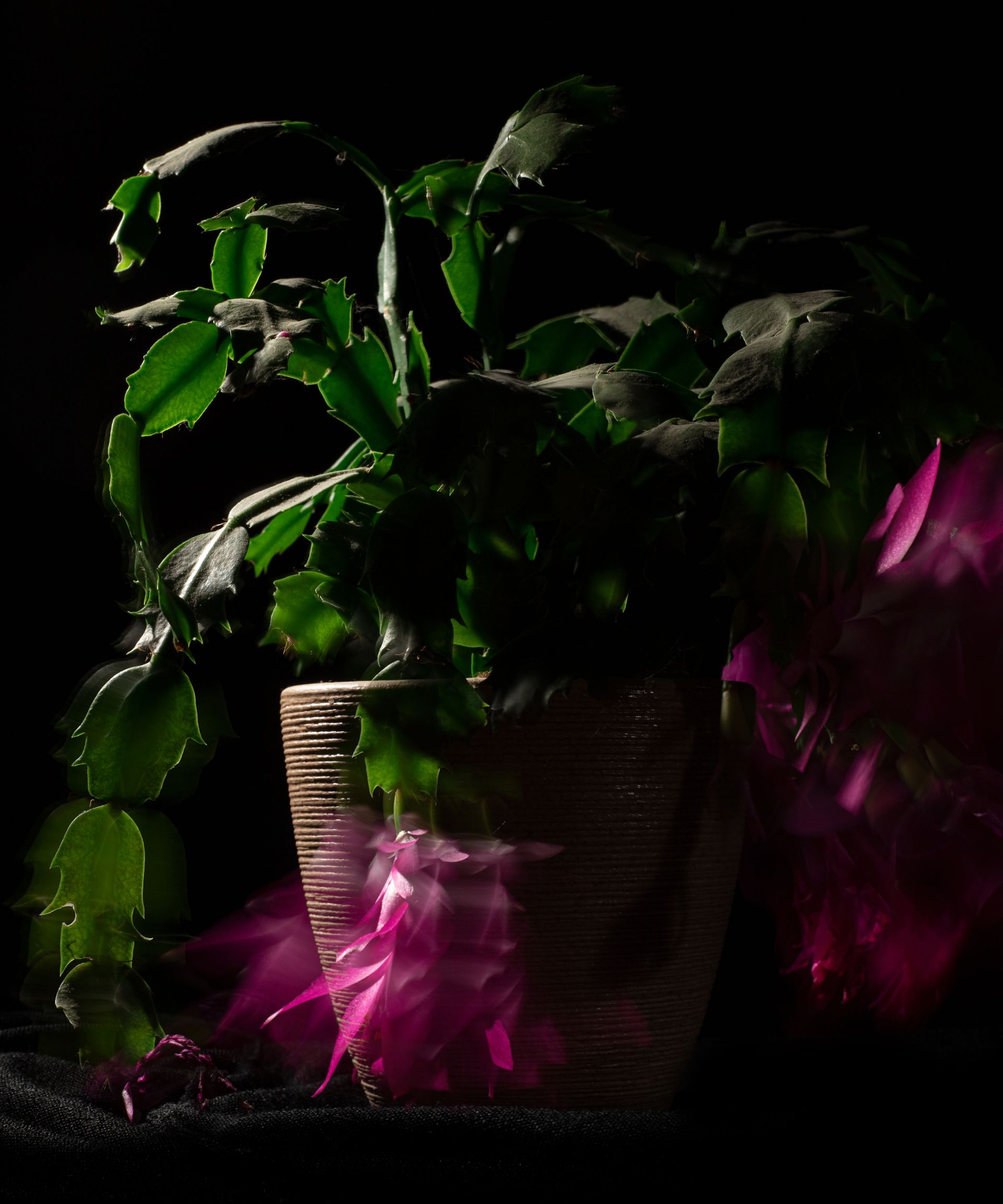 christmas cactus in dark conditions