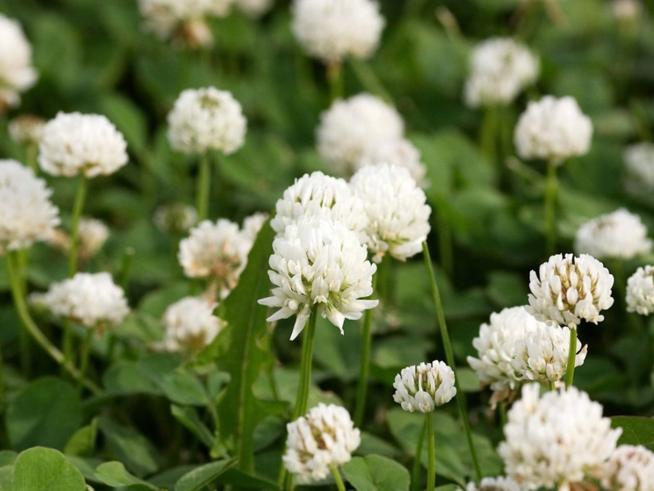 White Clover Plant