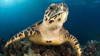 Hawksbill sea turtle (Eretmochelys imbricata)