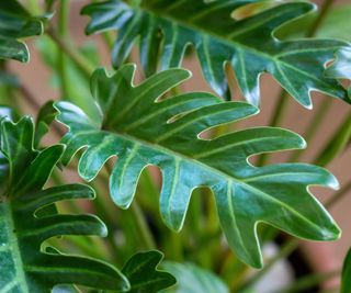 Close up of philodendron leaves