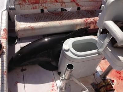 The dolphin inside a family boat.