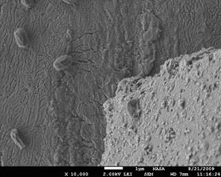 This scanning electron microscope (SEM) image shows one of the bacterial spores collected from Mt. Bachelor Observatory.