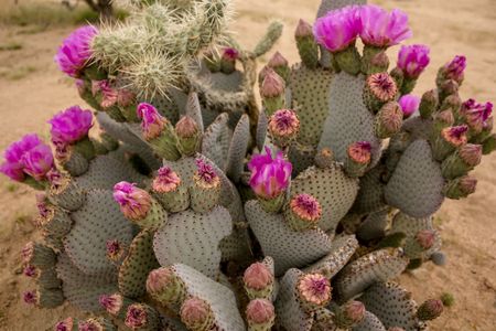 Blooming Beavertail Prickly Pear Cactus