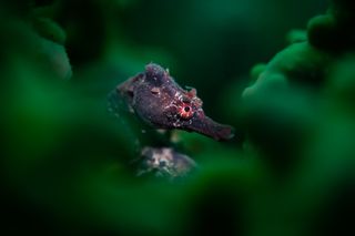 A potbelly seahorse in the center of the frame with green coral around it.