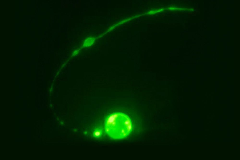 tail-spike cell c. elegans