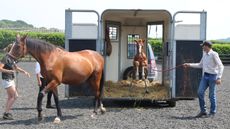 foal-training.jpg