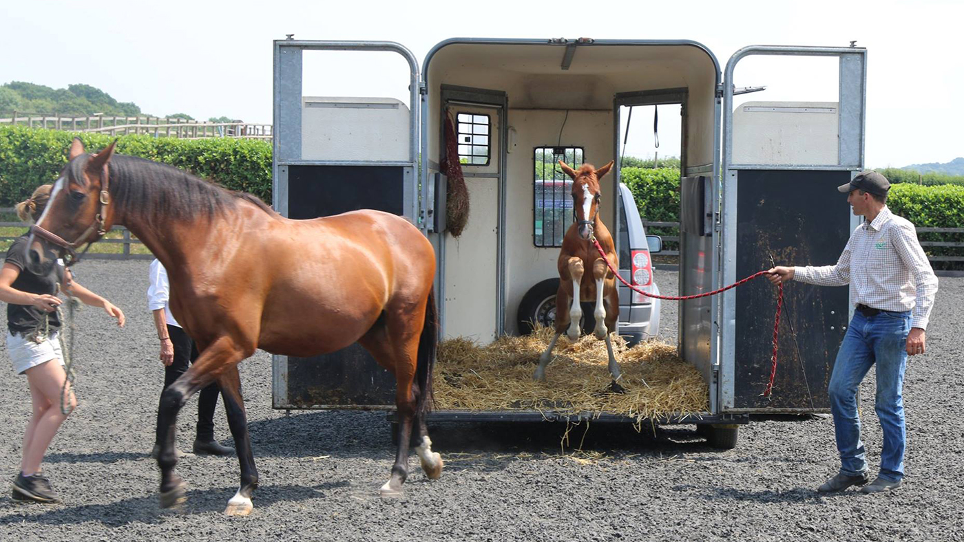 foal-training.jpg