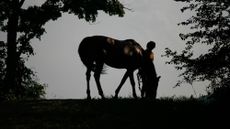 Picture of a person with a grazing horse. New research has looked at pet bereavement and whether owners can experience prolonged grief disorder.