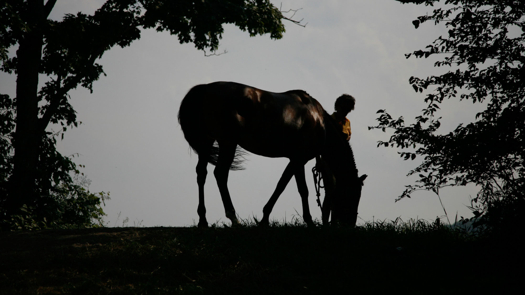 Picture of a person with a grazing horse. New research has looked at pet bereavement and whether owners can experience prolonged grief disorder.
