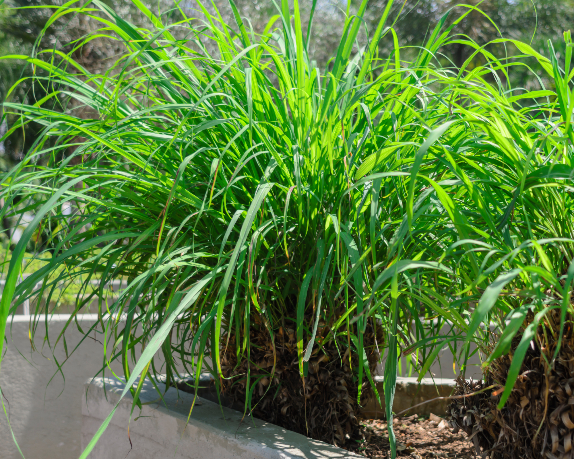 The citronella, scientifically known as Cymbopogon nardus or Cymbopogon winterianus, is a medicinal plant with repellent properties for insects.