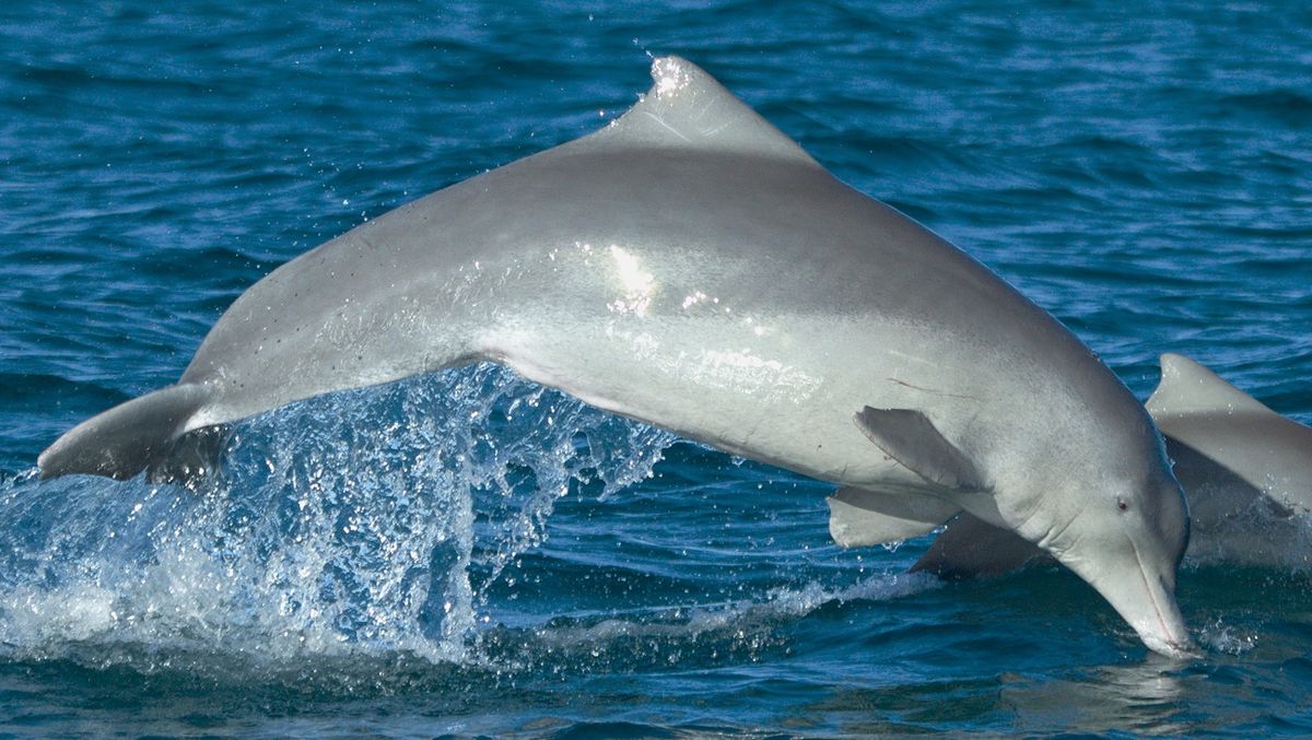 australian humpback dolphin