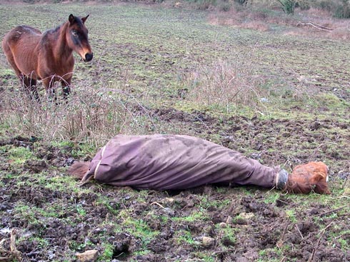 Ray had collapsed due to lack of food