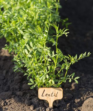 Young lentil plants growing in a vegetable garden