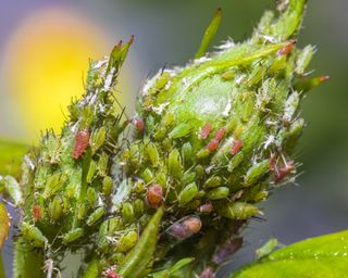 Close up of aphids on rosebud