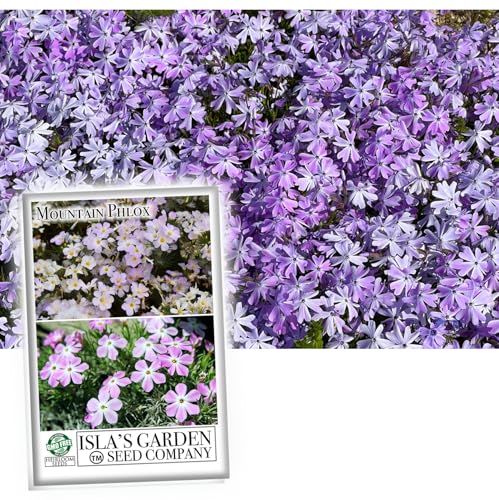 Mountain Phlox Flower Seeds, 1000+ Flower Seeds Per Packet, Non Gmo &amp;amp; Heirloom Seeds, (isla's Garden Seeds), Scientific Name: Phlox Austromontana