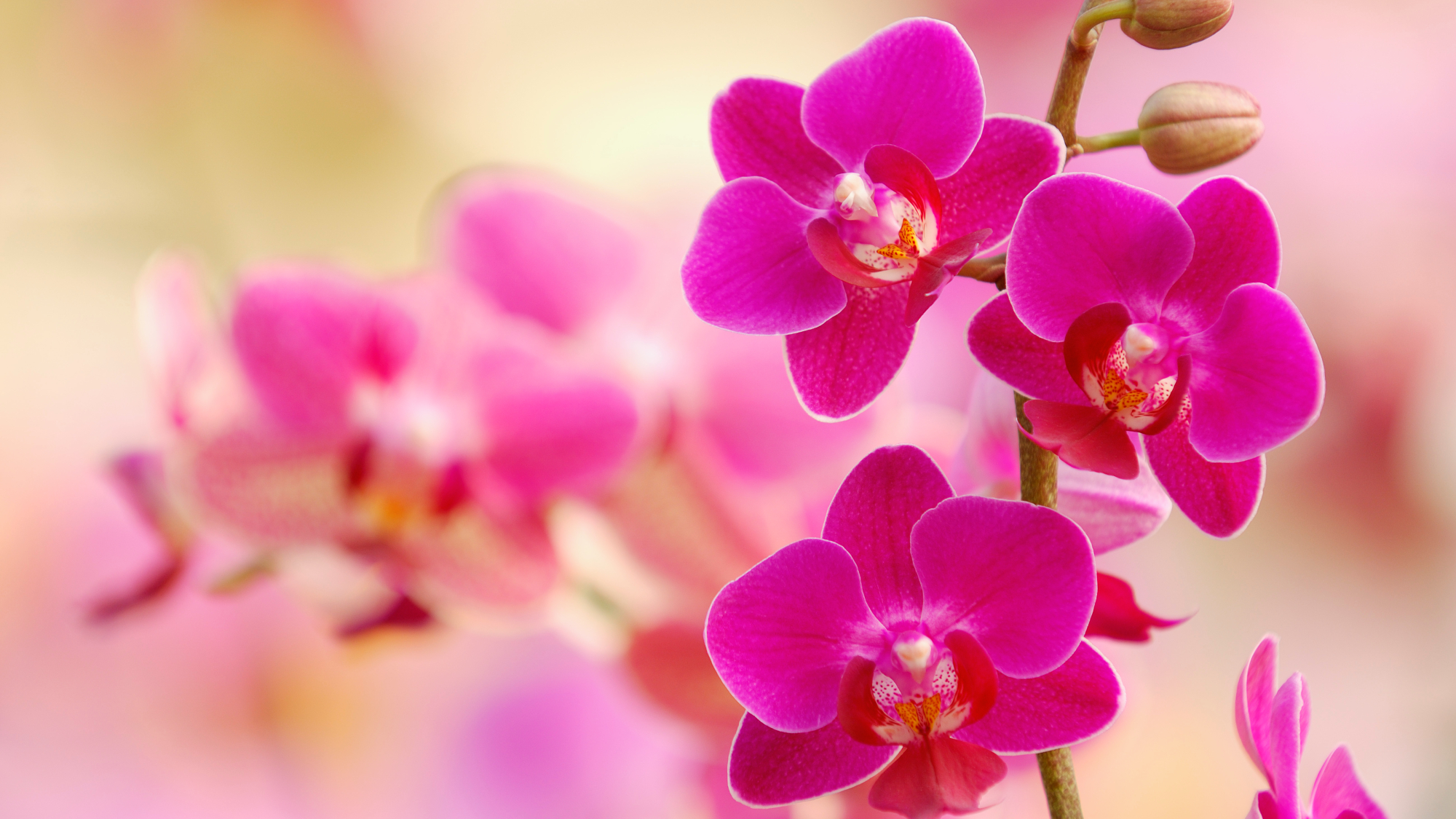 pink moth orchids