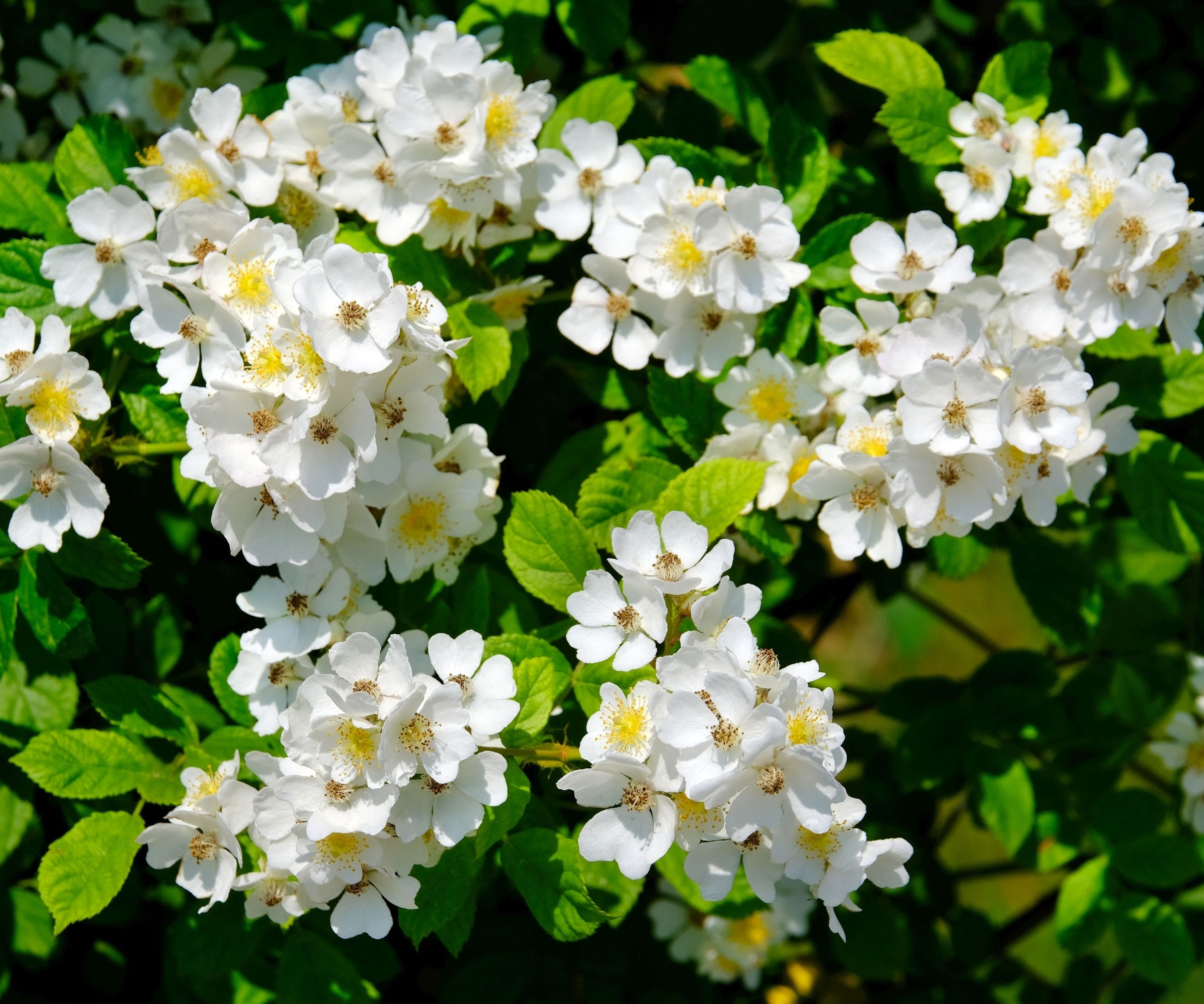 rose Sally Holmes with white flowers
