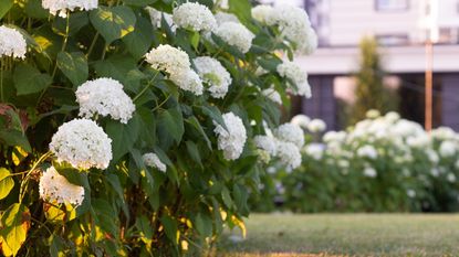 White blooming hydrangeas in flower outside the front of a house