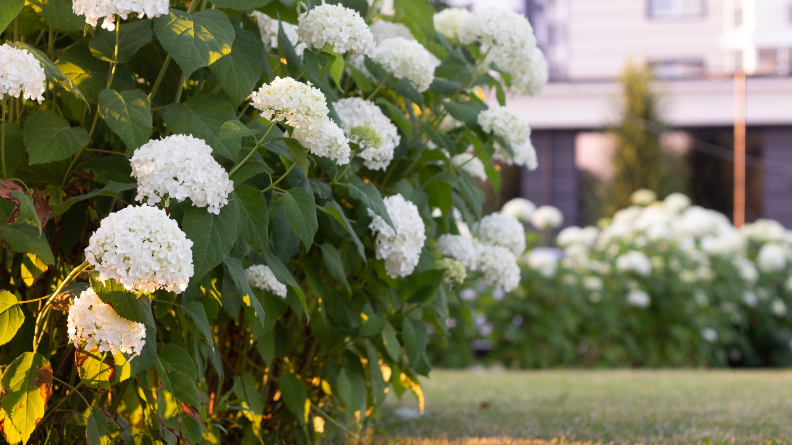 White blooming hydrangeas in flower outside the front of a house