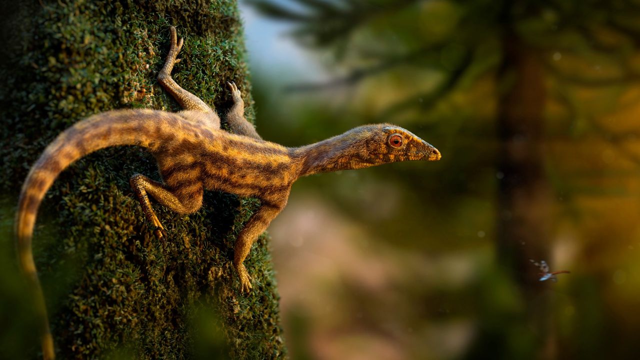 This small reptile, a lagerpetid known as Ixalerpeton, climbs a tree.