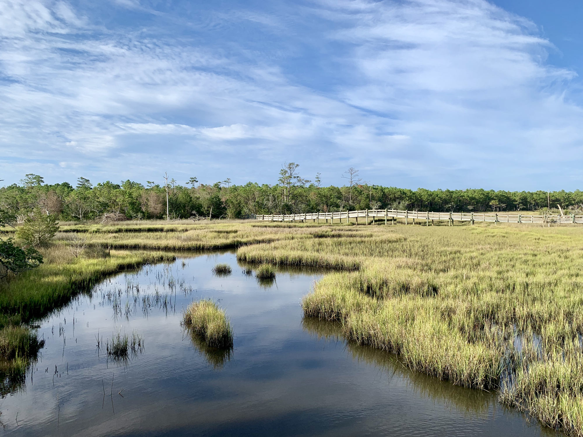 Coastal marshy landscape in the Croatan National Forest, North Carolina