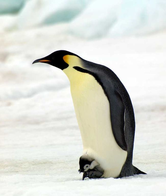 Emperor Penguin Numbers Double Previous Estimates, Satellites Show