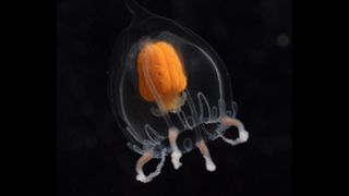 This small jellyfish, Leuckartiara brownei, has orange-colored gonads covering the manubrium — the structure containing its stomach and mouth.