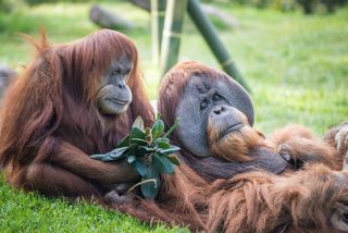 Orangutans at a zoo.