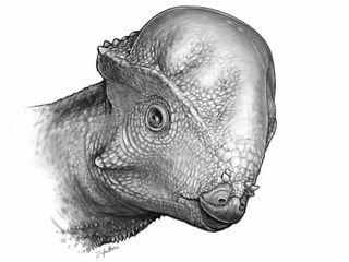 Utah pachycephalosaurus 
