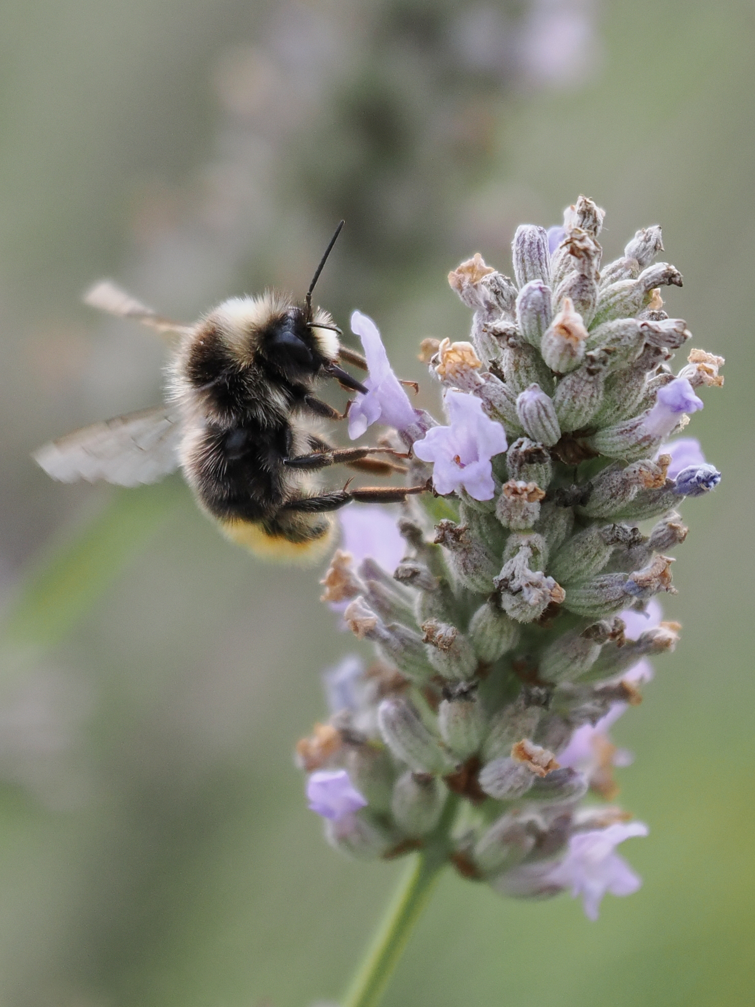 Sample bee photograph taken with the OM System M.Zuiko 50-200mm f/2.8 IS Pro on the OM System OM-1 Mark II