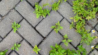 Grey block paving stones with green weeds