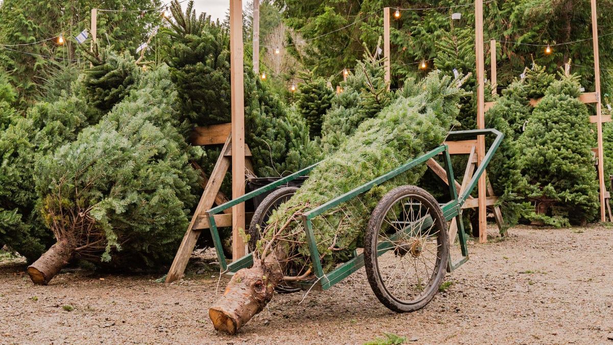 How to bring a Christmas tree home expert tips