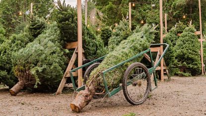 A cut Christmas tree on a wagon