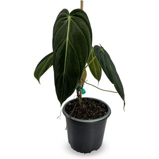 Philodendron Melanochrysum 