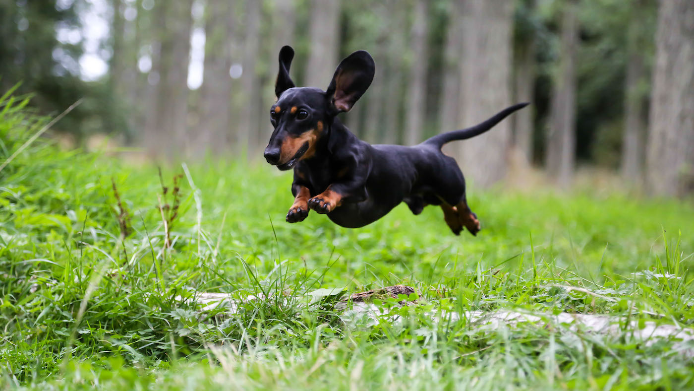 Dachshund dog breed: a miniature dachshund jumping out on a walk