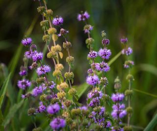 purple flowers of pennyroyal ground cover plant