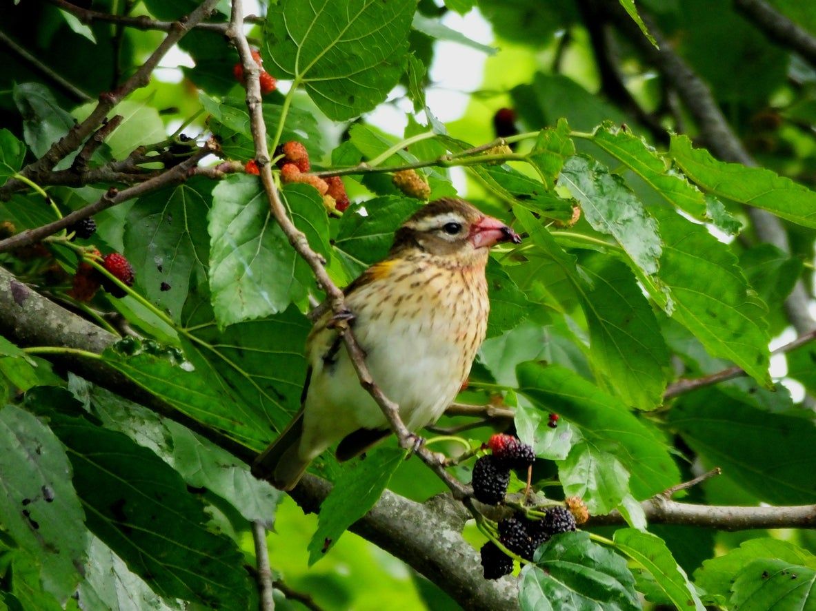 Bird Eating Berries From A Tree Branch