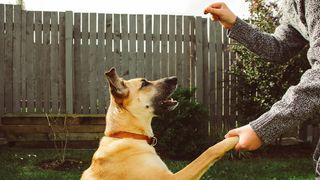 Dog getting a treat