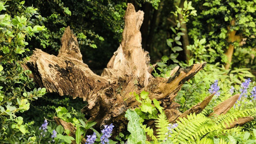 A stump in a garden