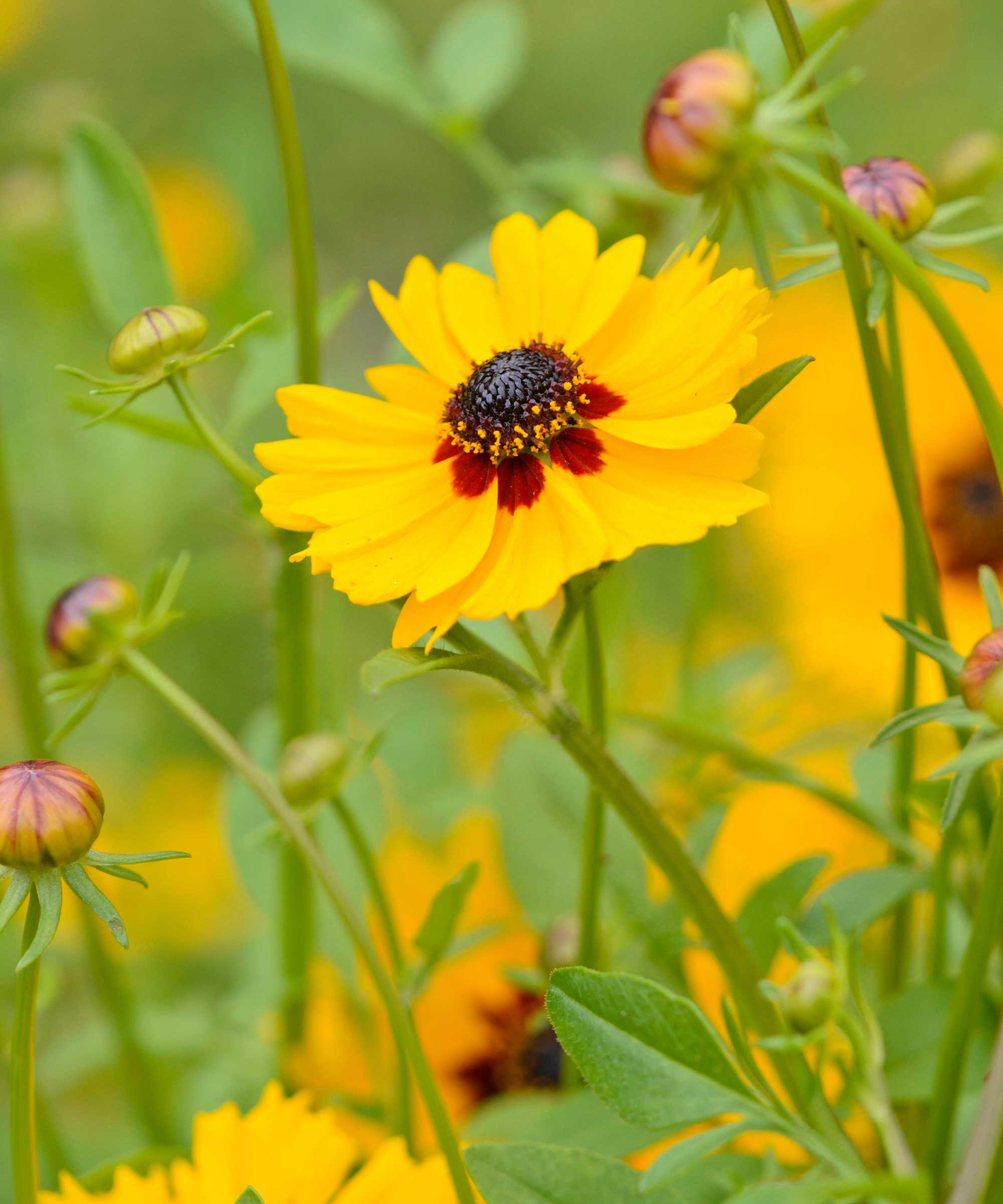 yellow tickseed flowers close-up