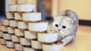 Cat looking at tower of cat food tins